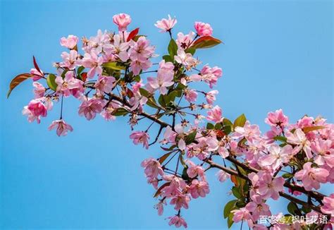 海棠花 象徵|海棠花的花语及象征意义（探寻海棠花在文化中的独特地位）